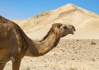 closeup of head and shoulder of a camel loose in the desert