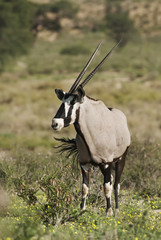 Gemsbok, Oryx gazella, Kgalagadi Transfrontier Park, Kalahari desert, South Africa