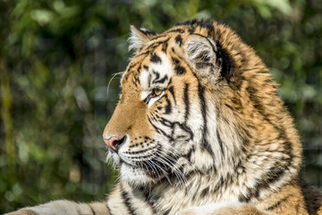 Close-up of Siberian Tiger