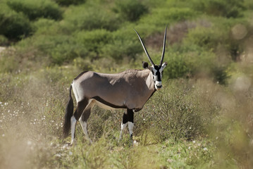 Gemsbok, Oryx gazella, Kgalagadi Transfrontier Park, Kalahari desert, South Africa