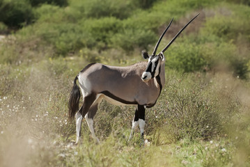 Gemsbok, Oryx gazella, Kgalagadi Transfrontier Park, Kalahari desert, South Africa