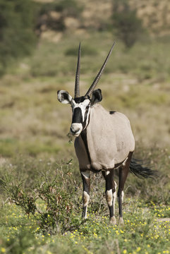 Gemsbok, Oryx gazella, Kgalagadi Transfrontier Park, Kalahari desert, South Africa