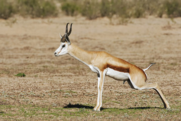Springbok, Antidorcas marsupialis, Kgalagadi Transfrontier Park, Kalahari desert, South Africa
