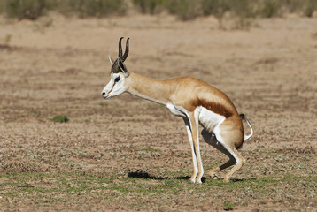 Springbok, Antidorcas marsupialis, Kgalagadi Transfrontier Park, Kalahari desert, South Africa