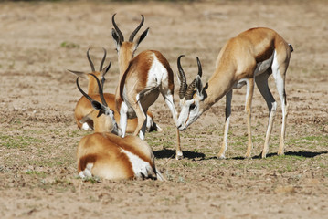 Naklejka na ściany i meble Springbok, Antidorcas marsupialis, Kgalagadi Transfrontier Park, Kalahari desert, South Africa