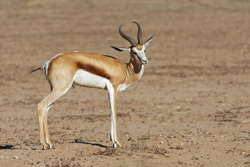Springbok, Antidorcas marsupialis, Kgalagadi Transfrontier Park, Kalahari desert, South Africa