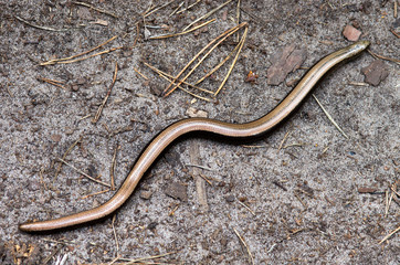 Anguis fragilis, the slowworm, is a legless lizard native to Eurasia. Similar to a snake.