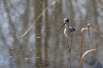 cavaliere d'Italia (Himantopus himantopus)