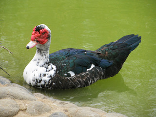 Pond with ducks in Marbella. Spain.