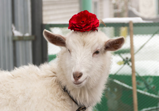 portrait of a goat, with a bow in the form of a rose on his head