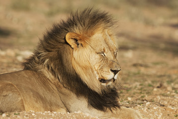 Fototapeta na wymiar Kalahari Lion, Panthera leo, Kgalagadi Transfrontier Park, Kalahari desert, South Africa