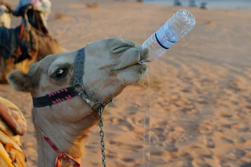 Acrylic prints Camel Drinking camel / A camel is sipping water from a bottle, Wadi Rum, Jordan