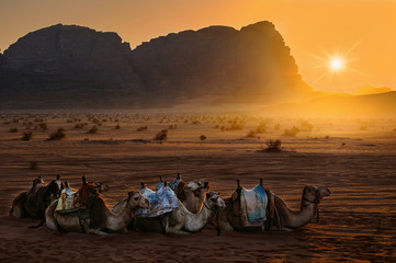 Desert / Camels are having rest during the sunset, Wadi Rum, Jordan