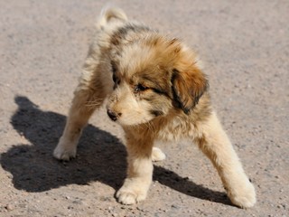 Cute puppy standing / A cute puppy is taking its first steps, Aqaba, Jordan
