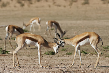 Naklejka na ściany i meble Springbok, Antidorcas marsupialis, Kgalagadi Transfrontier Park, Kalahari desert, South Africa