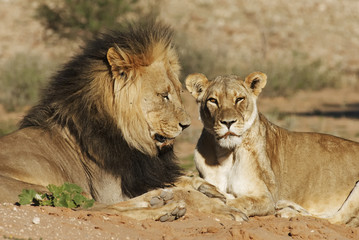 Kalahari Lion, Panthera leo, Kgalagadi Transfrontier Park, Kalahari desert, South Africa