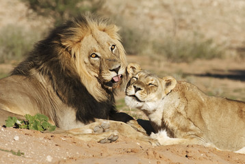 Kalahari Lion, Panthera leo, Kgalagadi Transfrontier Park, Kalahari desert, South Africa