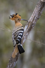 Madagascar Hoopoe - Upupa marginata, beautiful endemic orange bird from Madagascar forest.