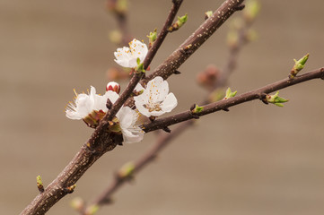 a branch of an apple tree in spring with green buds, and blooming flowers, on a blurry background