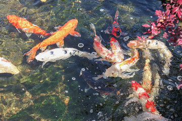 Fototapeta na wymiar Many Koi swimming in stream with bubbles and a pink tree overhanging