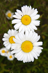 Obraz premium Lot of beautiful wild field chamomile flowers with white petals on meadow in summer day