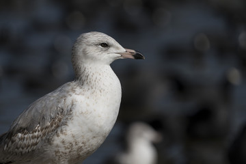 Ring-Billed Gull on the Shore, Closeup, Blurred Water Behind - 193608499