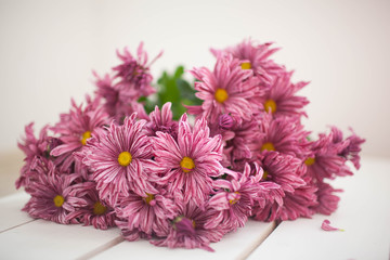 Chrysanthemum flowers as a background close up.Pink