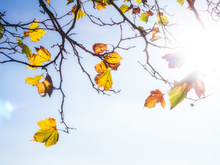 Backlit Leaves Autumn