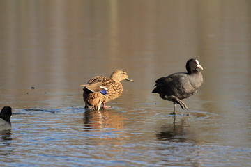 Ente steigt aus dem Wasser auf die Eisfläche 