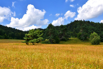 Long grass in a sunny summer meadow