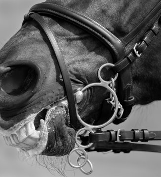 Pelham bridle with flash noseband on head of sport horse.