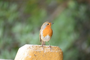 Red robin close up.