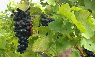 Wine Maker's Pride: Red Wine Grapes on the Vine, Close Up, Wine Tasting, Wine Making, Harvesting