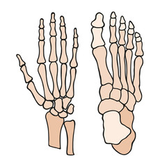 Anatomia
