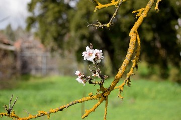 Τhe image shows a blossoming almond branch.