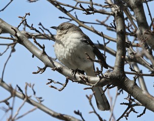 Bird in Branches
