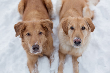 Two Golden Retrievers lying in snow