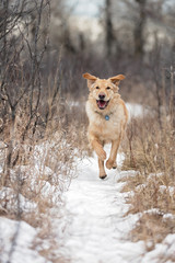 Golden Retriever running on a snowy path