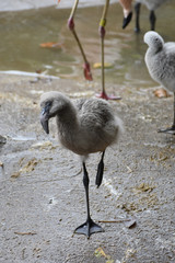 Cute flamingo baby bird standing on one foot