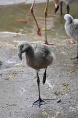 Photo sur Plexiglas Flamant Cute flamingo baby bird standing on one foot