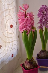 fiori rosa di giacinto