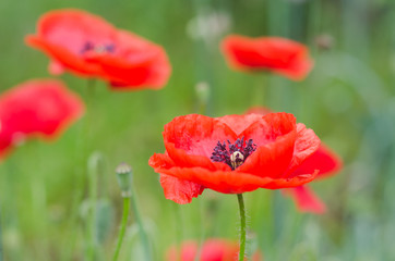 Red poppy flower on a green background