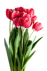 Bouquet of red tulips isolated on white background