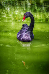 Fototapeta premium Black swan on the lake.
