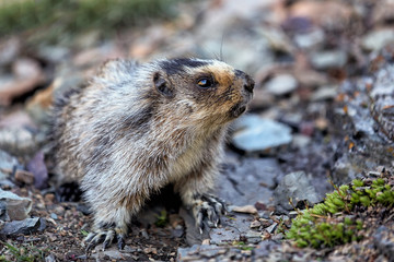 Marmot in the mountains