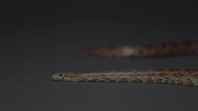 Snake on dark gray background slithers in slow motino 240 fps. Passion style footage of Easter scenes