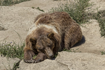 Fototapeta premium Brown bear lying on stone