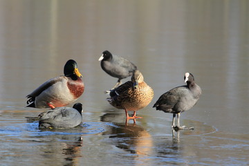 Enten und Wasserhühner auf dem Eis