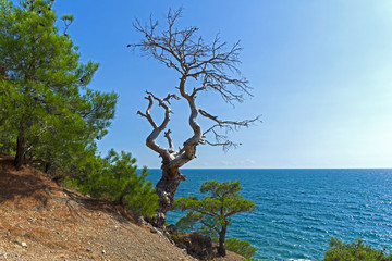 Fototapeta na wymiar Dead relic pine on a steep seashore.