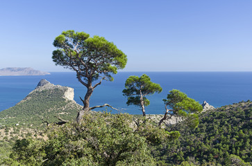 Crowns of relict pines tower above the mountain forest.